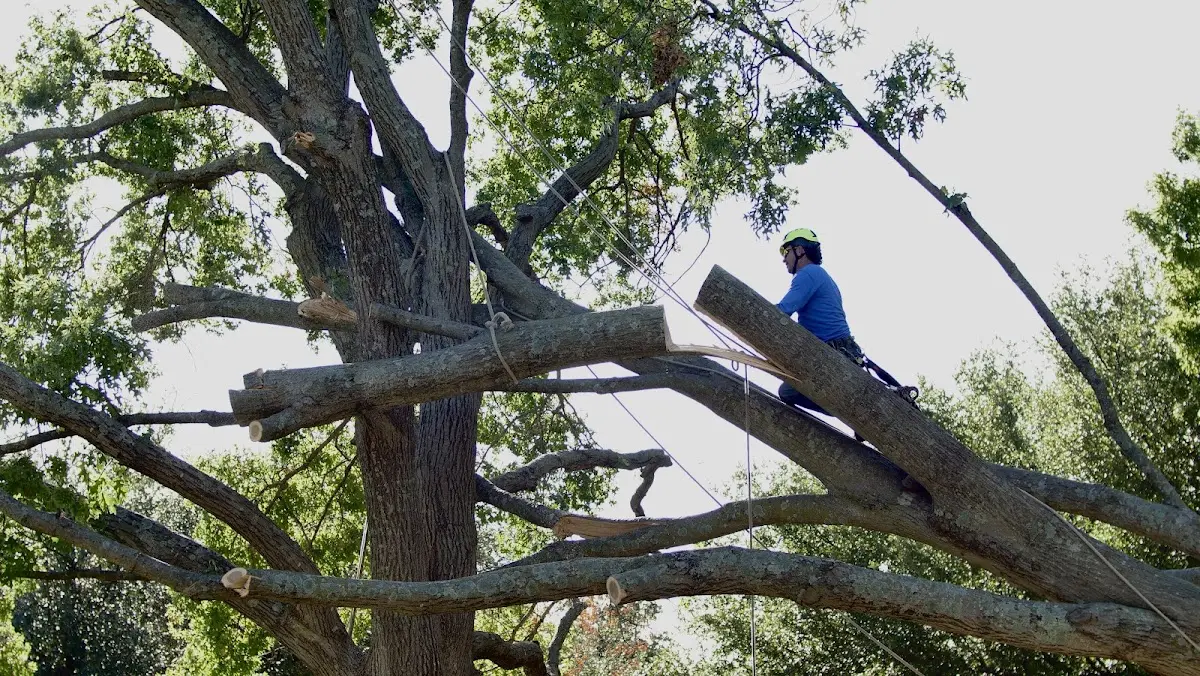 Professional Crown Thinning performed by certified arborists in Bowerston